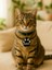 Patili Kedi Künyesi | Siyah & Beyaz | 3D Baskı Pla | Kişiselleştirilebilir Isimli Kedi Künyesi 1