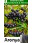 Bulancak 2 Yaşında Tam Bodur Doku Kültür Tüplü,topraklı Aronia Meyve Fidanı 1