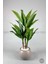 Starliçe Ağacı 150 cm Küre Saksıda 3