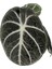 Alocasia Reginula 'Ninja' (Fil Kulağı) 2
