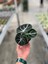 Alocasia Reginula 'Ninja' (Fil Kulağı) 3