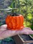 Halloween, Cadılar Bayramı, Temalı Mini Sukulent Saksı 2 Li 4