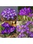 Kır Çiçeği Whitewell Purple Çiğdem Soğanı-5 Adet 2