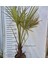 2 Yaş Tüylü Palmiye Fidanı-Akdeniz Palmiyesi 4