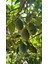 FÜERTE AVOKADO(200GR Üstü) (Adet) 1