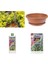 Bonsai Taflan Seti (Fidan+Bonsai Saksı+Toprak +Bitki Besini) 2