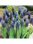 3 Adet Muscari Üzüm Sümbülü Soğanı -Yeni Mahsul Çimlenme Garantili. 3