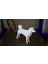 Düşük Poli Shiba Inu (Köpek) 2