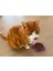 Cat Bowl - Cat Head Tasarımında 2