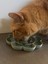 Pet Slow Besleyici 4