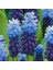 3 Adet Muscari Üzüm Sümbülü Soğanı -Yeni Mahsul Çimlenme Garantili. 5