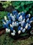 5 Adet Muscari Üzüm Sümbülü Soğanı -Yeni Mahsul Çimlenme Garantili. 1