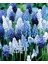 5 Adet Muscari Üzüm Sümbülü Soğanı -Yeni Mahsul Çimlenme Garantili. 2