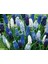 5 Adet Muscari Üzüm Sümbülü Soğanı -Yeni Mahsul Çimlenme Garantili. 4