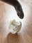 Cat Bowl Sevimli Hediye 4