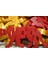 Mountain Lion Flexi Oyuncak 6