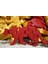 Mountain Lion Flexi Oyuncak 7