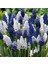 5 Adet Muscari Üzüm Sümbülü Soğanı -Yeni Mahsul Çimlenme Garantili. 1