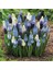 5 Adet Muscari Üzüm Sümbülü Soğanı -Yeni Mahsul Çimlenme Garantili. 2
