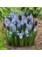 5 Adet Muscari Üzüm Sümbülü Soğanı -Yeni Mahsul Çimlenme Garantili. 4