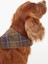 Tartan Köpek Bandanası TN11 Classic Tartan 5