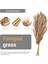 20PCS Doğal Kuru Pampas Çim, Vahşi Kabarık Pompas Çiçek, Boho Dekor Çiçekleri Açık Hava Düğün Kahverengi Için Uygun (Yurt Dışından) 4