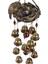 1pcs Kuş Yuvası Rüzgar Çanları, Bahçe, Bahçe, Veranda ve Ev Dekorasyonu Için 12 Adet Bronz Çan ile Rüzgar Çanları (Yurt Dışından) 2