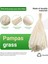 40PCS Doğal Kurutulmuş Beyaz Pampas Çim 45CM Kabarık ve Sallanan Diy Boho Bitki Düğün Çiçek Aranjmanları Dekor (Yurt Dışından) 4
