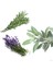 10 'lu Tıbbı Aromatik Bitki Paketi 2