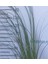 3 Yaş Pampas -Saz Püskülü FIDANI-120-150 cm 6