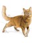 Fit 32 Kuru Kedi Maması 15 Kg 16