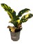 Codiaeum Variegatum 'Magnificent' (Kraton Çiçeği) 1