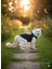 Sarı Kedi Baskılı Kışlık Siyah Kedi Köpek Kıyafeti Elbisesi 2