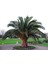 Saksıda 5 Yaş Phoenix Canariensis Hurma Palmiyesi 130-150 cm 1
