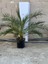 Saksıda 5 Yaş Phoenix Canariensis Hurma Palmiyesi 130-150 cm 2