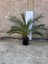 Saksıda 5 Yaş Phoenix Canariensis Hurma Palmiyesi 130-150 cm 4