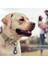 Köpek Yakası, Ayarlanabilir Eğitim Naylon Köpek Yakalı Kontrol Sapı M (Yurt Dışından) 3