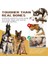 Orta ve Büyük Köpekler Için Interaktif Gıcırtılı Elastik Çiğneme Oyuncak Dışlar Temizlik Dış Mekan Etkileşimli Şube Çiğneme (Yurt Dışından) 3