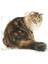 Ageing +12 Yaşlı Kedi Maması 2 Kg 18