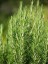 Tüplü Biberiye Fidesi Tıbbi Aromatik Bitki %100 Canlı Teslim Garantisi 1