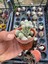 Mammillaria Gracilis 'kar Topu' Kaktüsü %100 Canlı Teslim Garantisi 1