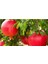 Keben Nar Fidanı 100-150 cm (2 Yaş) – Sağlıklı ve Verimli %100 Canlı Teslim Garantisi 1