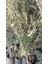 Arbequina Ispanyol Zeytin Fidanı 100 Cm+ Görseller Fidanların Kendi Fotoğraflarıdır. 4