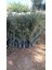 Arbequina Ispanyol Zeytin Fidanı 100 Cm+ Görseller Fidanların Kendi Fotoğraflarıdır. 1