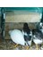 Papaz Besleyici Kutusu Akrilik Besleme Konteyneri No-Sess Çoklu Çizgi Kutusu Açık Kuş Yemek Dispenser Kutusu Finches Papağanlar (Yurt Dışından) 3