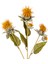 Yapay Bitki Dikenli Sarı 56 Cm. 2