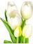 Yapay Lale 3 Çiçek 2 Tomurcuklu Beyaz 33 Cm. 2