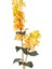 Yapay Salkım Ortanca Sarı 86 Cm. 2