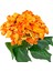 Yapay Ortanca Turuncu 28 Cm. 2