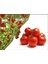 Paket 35 Adet Tohum Italyan Domates Ağacı Tohumu 4